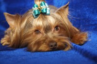 /album/orion1/orion-v-moska-5-jpg/